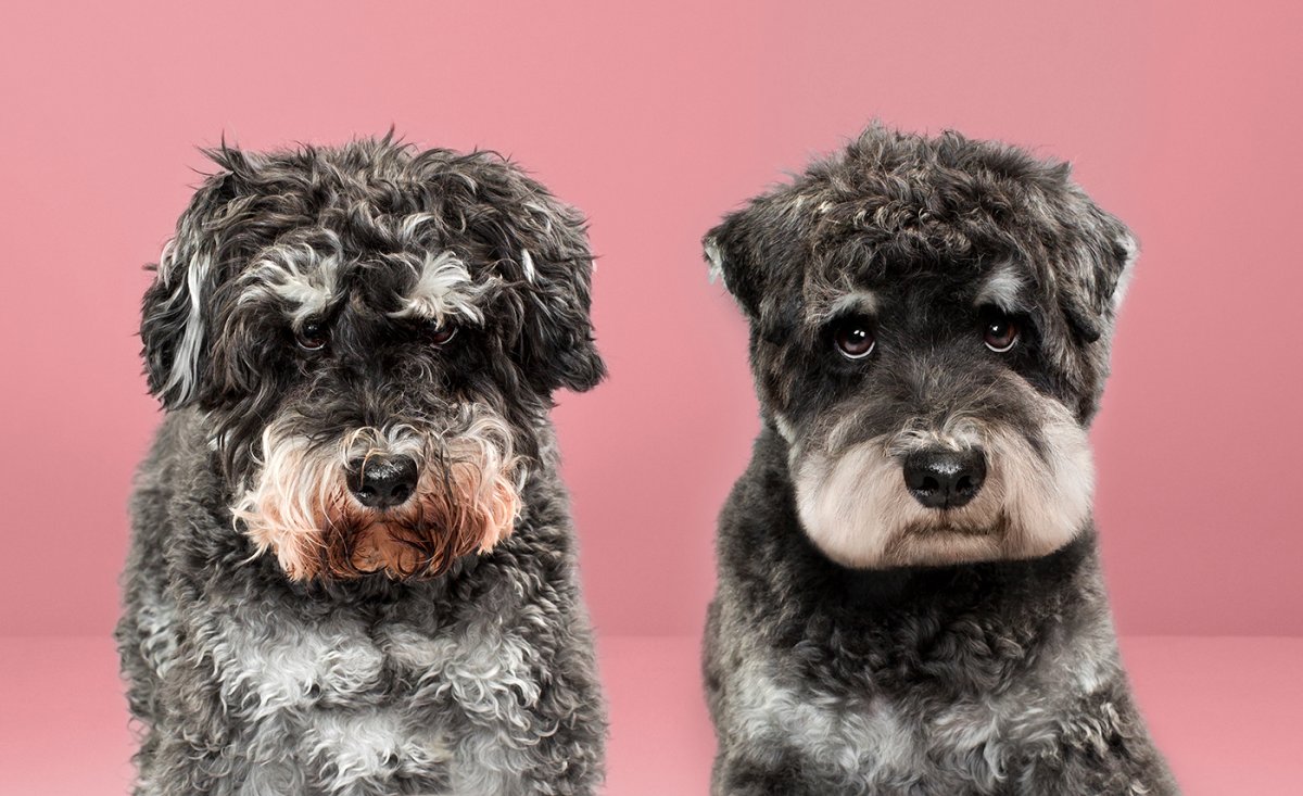 Мальтипу собака f1