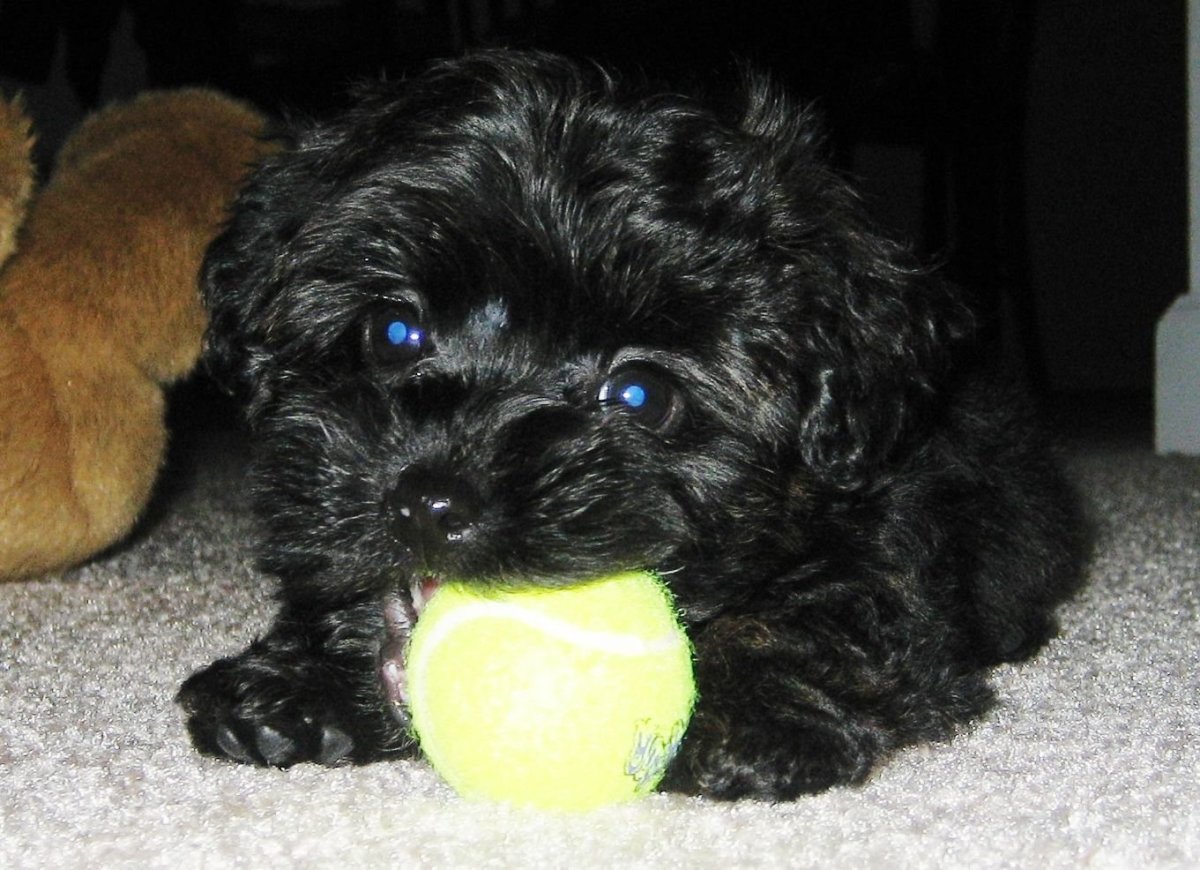 Мальтипу и Йоркипу