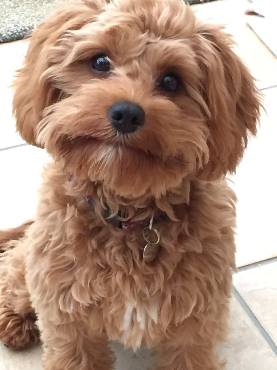 Болоньез итальянская болонка