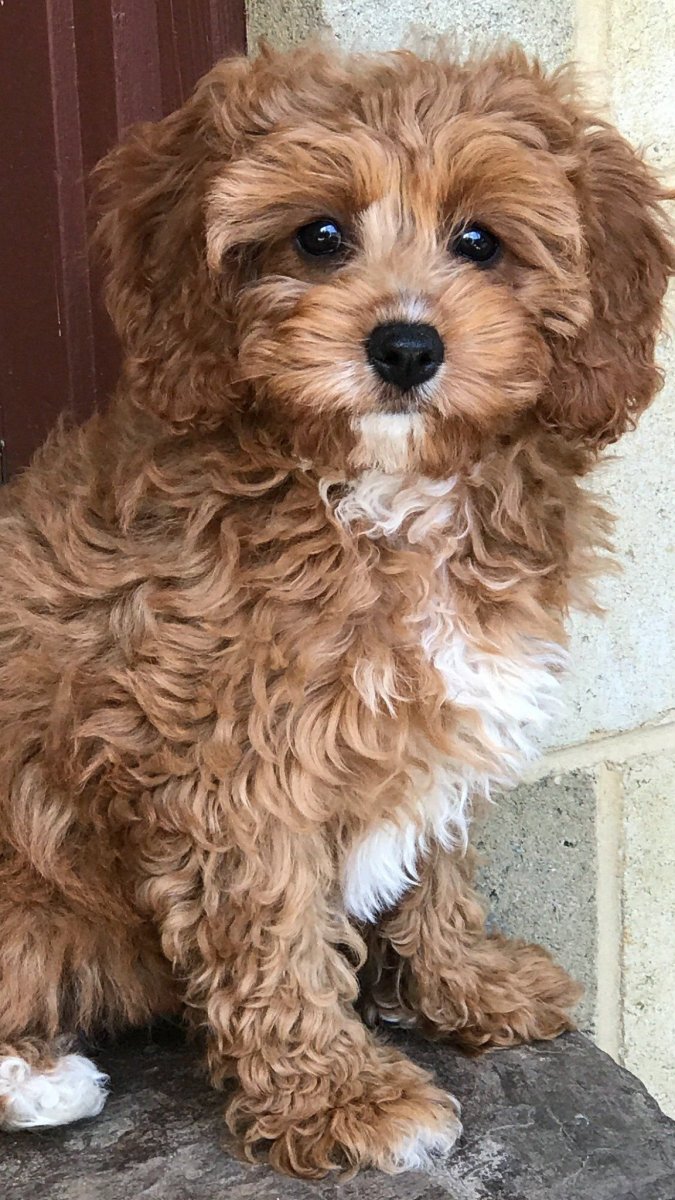 Мальтипу и Йоркипу