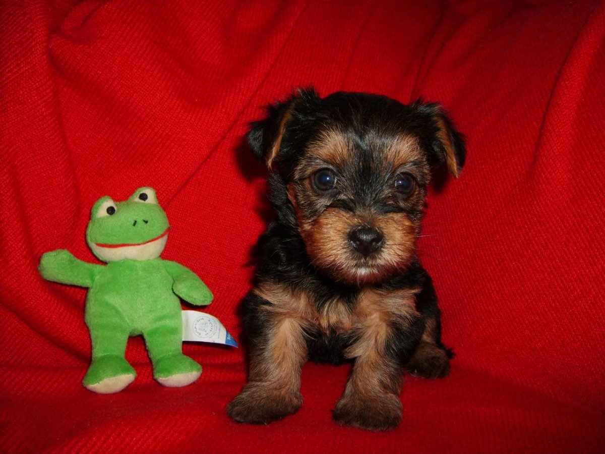 Смешанный щенок йоркширского терьера