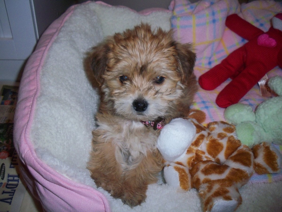 Йоркипу фото щенков в 5- 6 мес в домашней обстановке