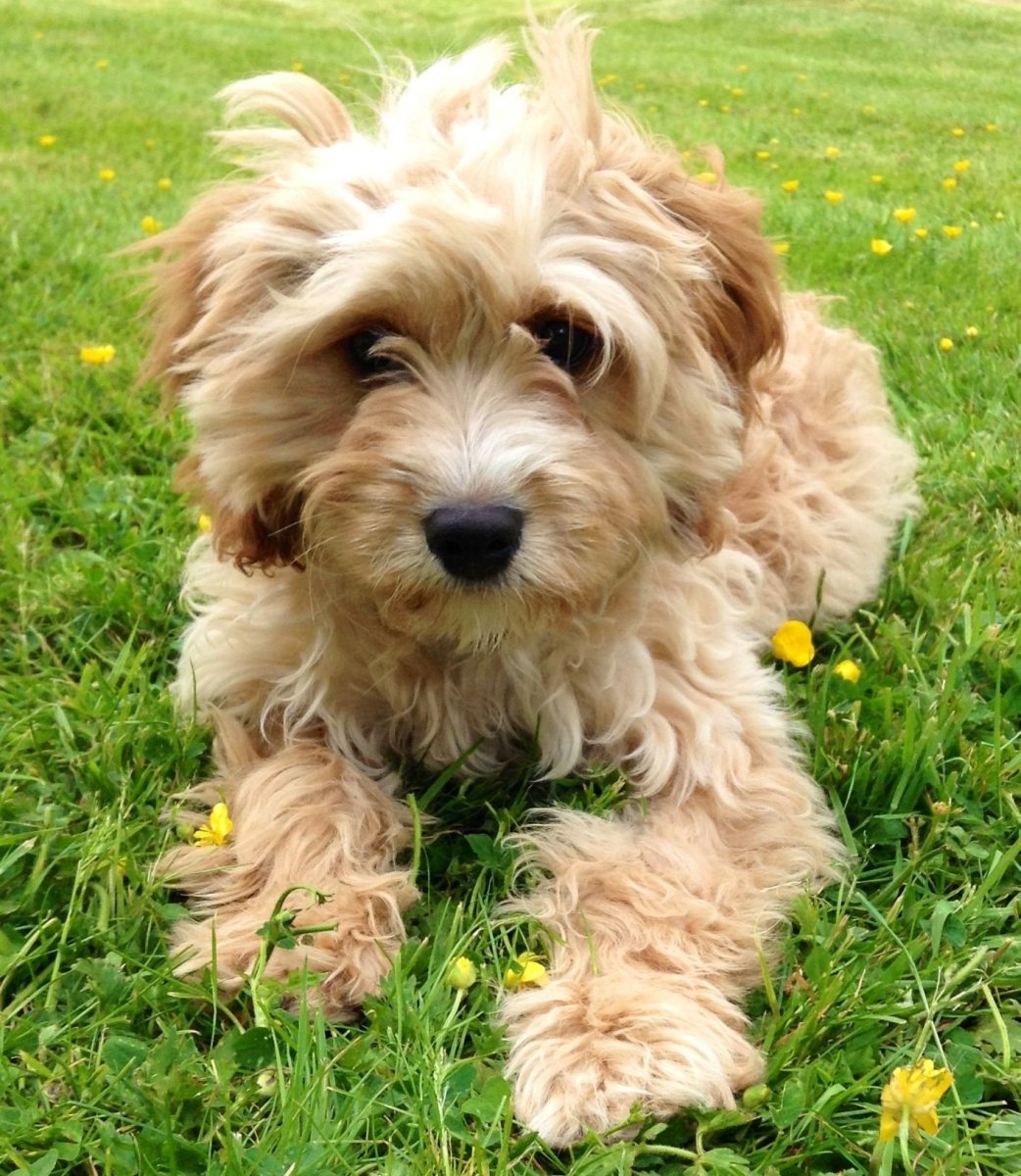 Кокапу порода