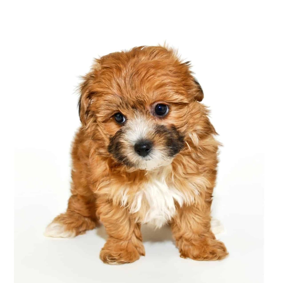 Мальтипу метис