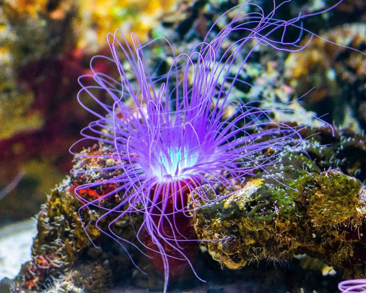 Рыба клоун и анемон