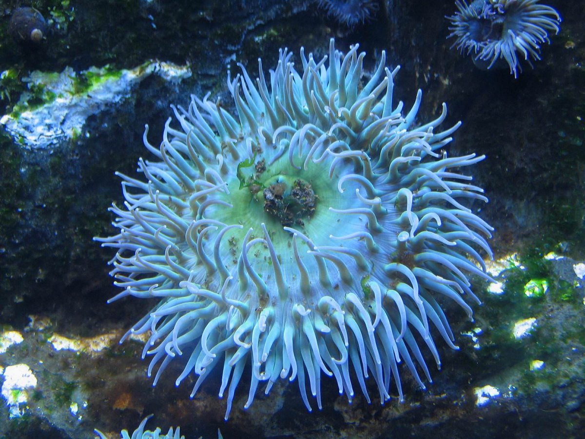 Рыбы клоуны актинии океан