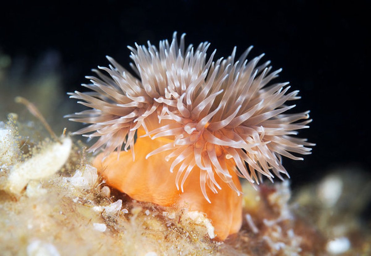 Почкование актиний