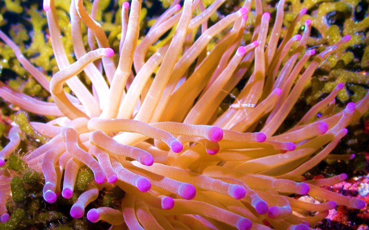 Гетерактис Магнифика