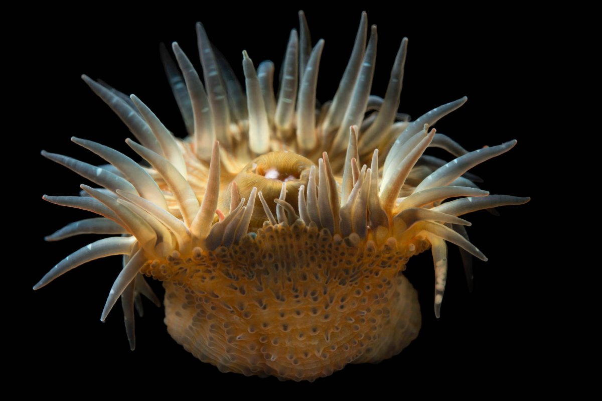 Коралловые полипы актинии