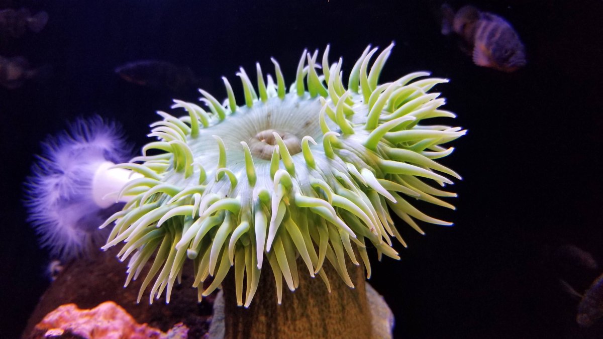 Актиния обыкновенная