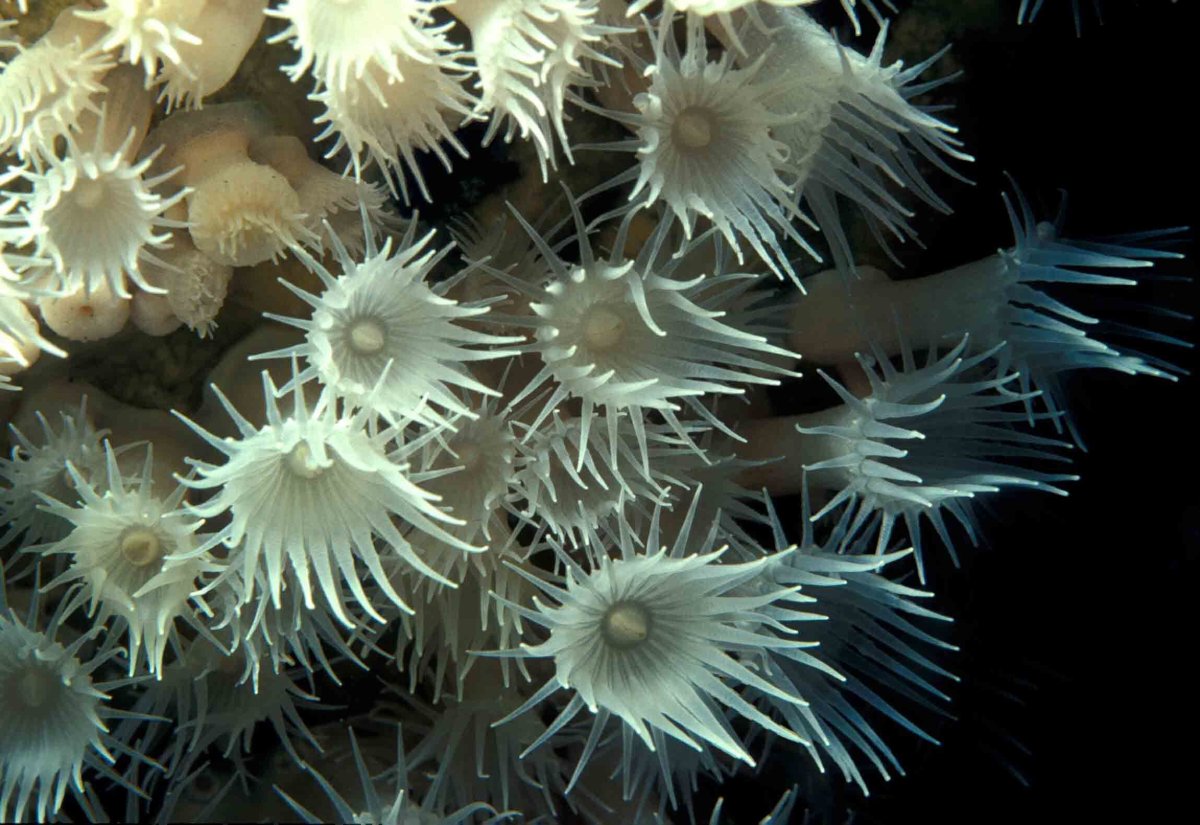 Анемоны морские животные