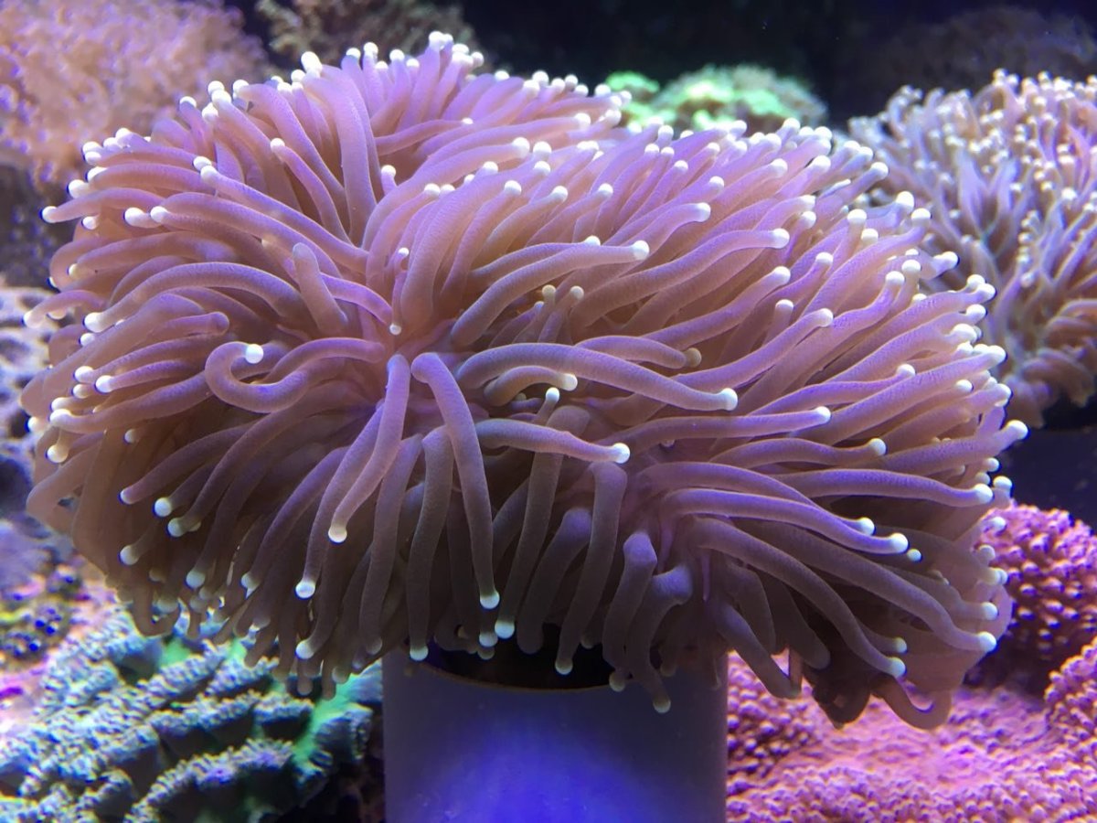 Кишечнополостные коралловые полипы