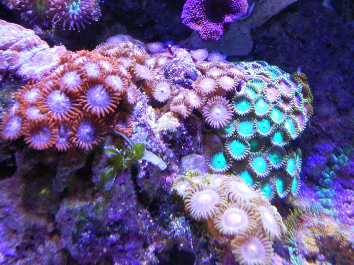Актиния морской георгин