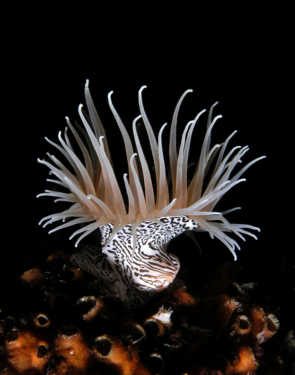Red Anemone морская