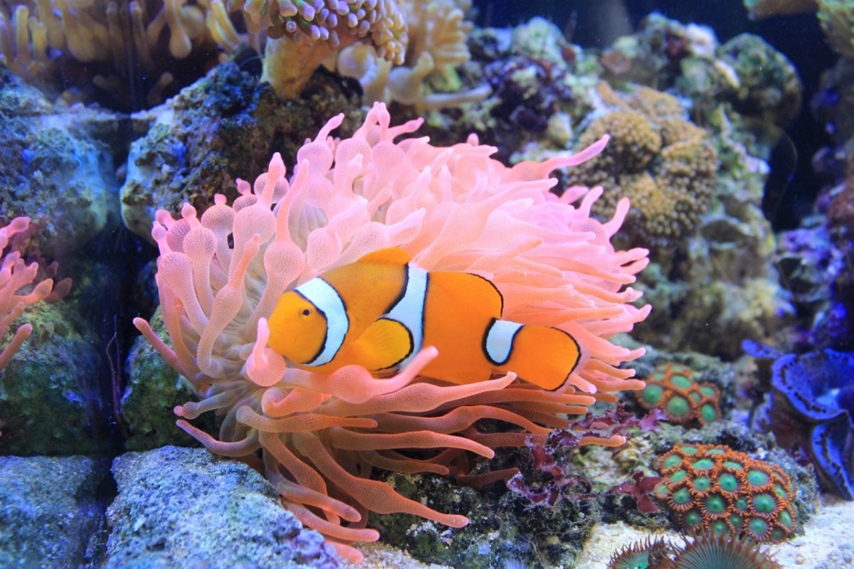 Рыба клоун и актиния симбиоз