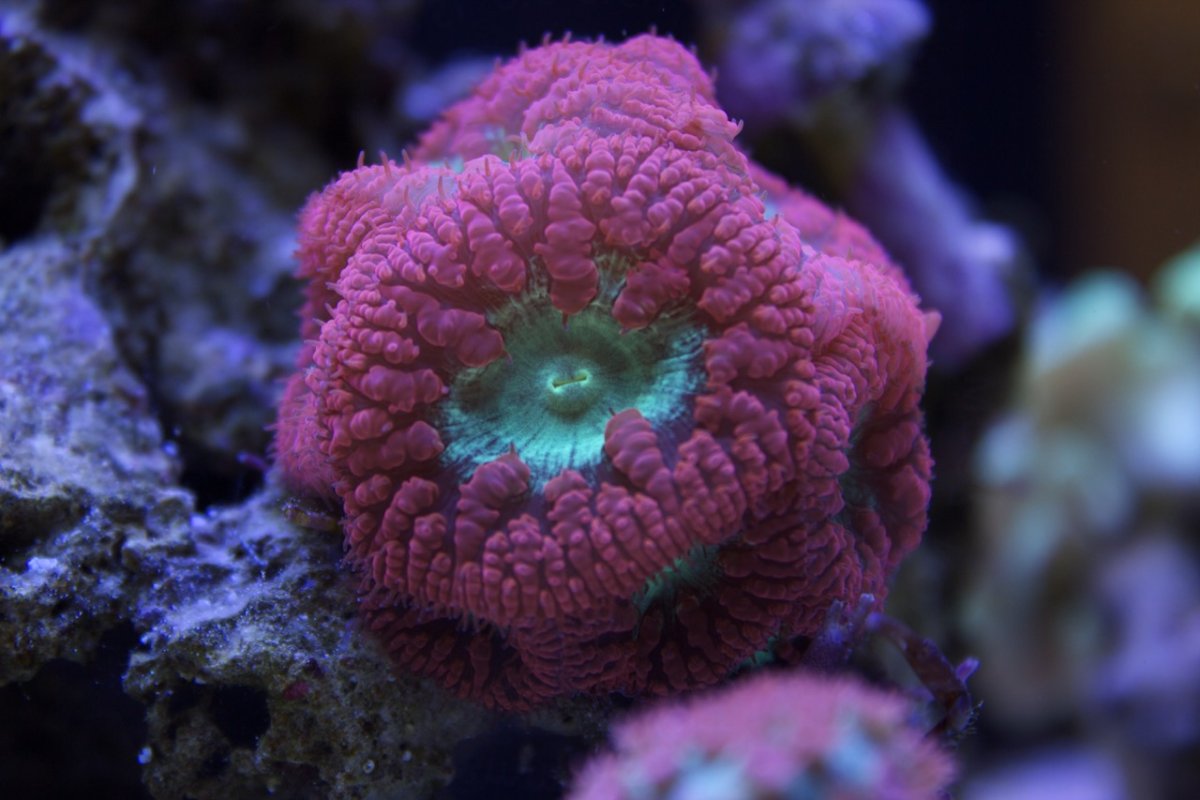 Актиния Кишечнополостные