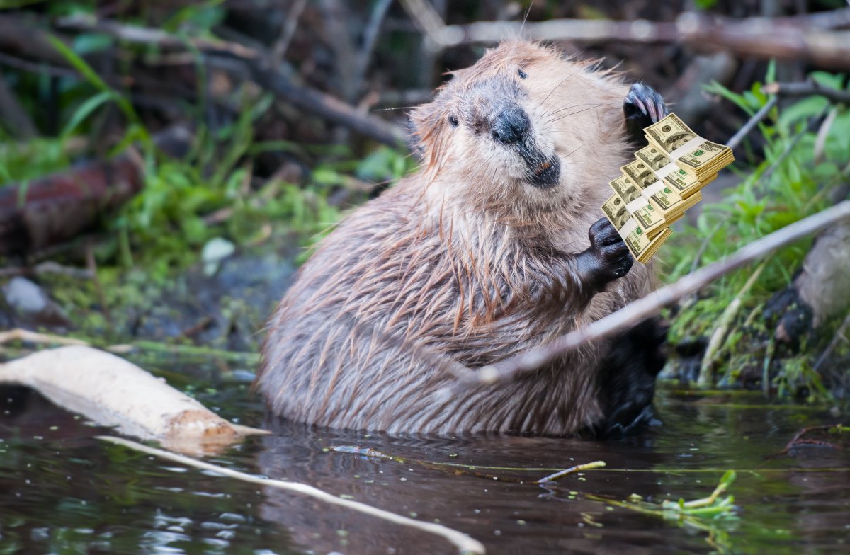 Бивер бобер