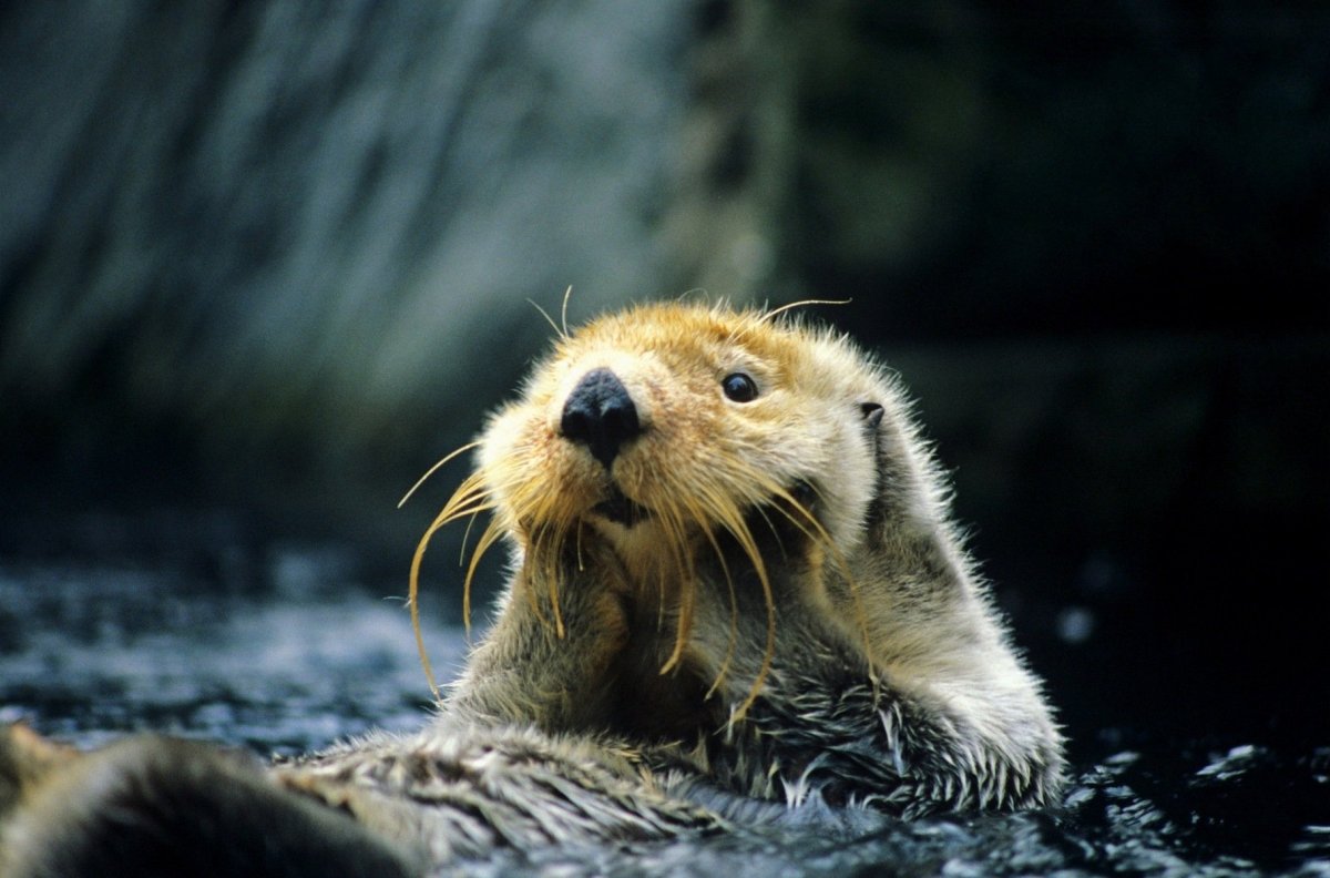 Сонный бобер