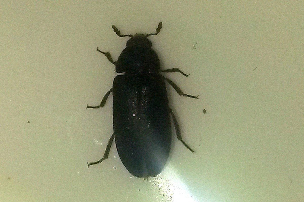 Жук ХРУЩЕВИК черный малый