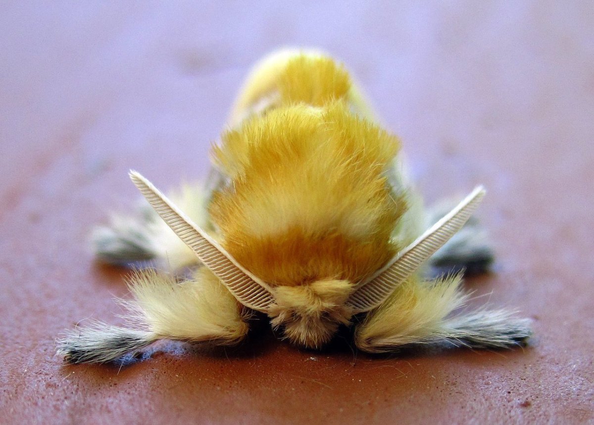 Гусеница моли Megalopyge opercularis