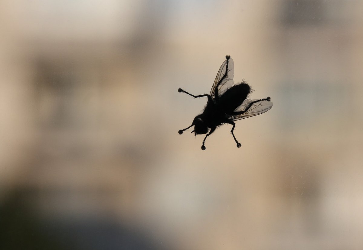 Денхе летающий Жук