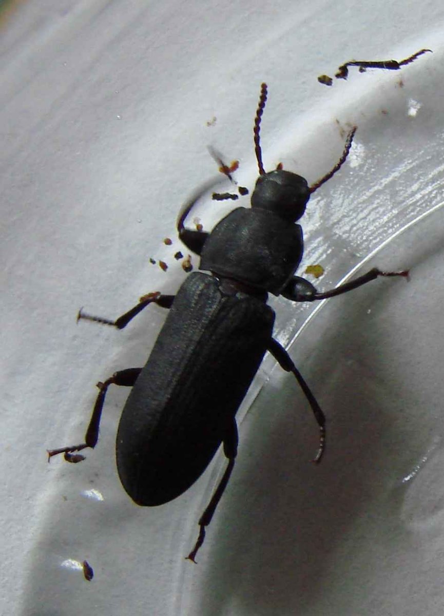 Tenebrio Molitor мучной хрущак