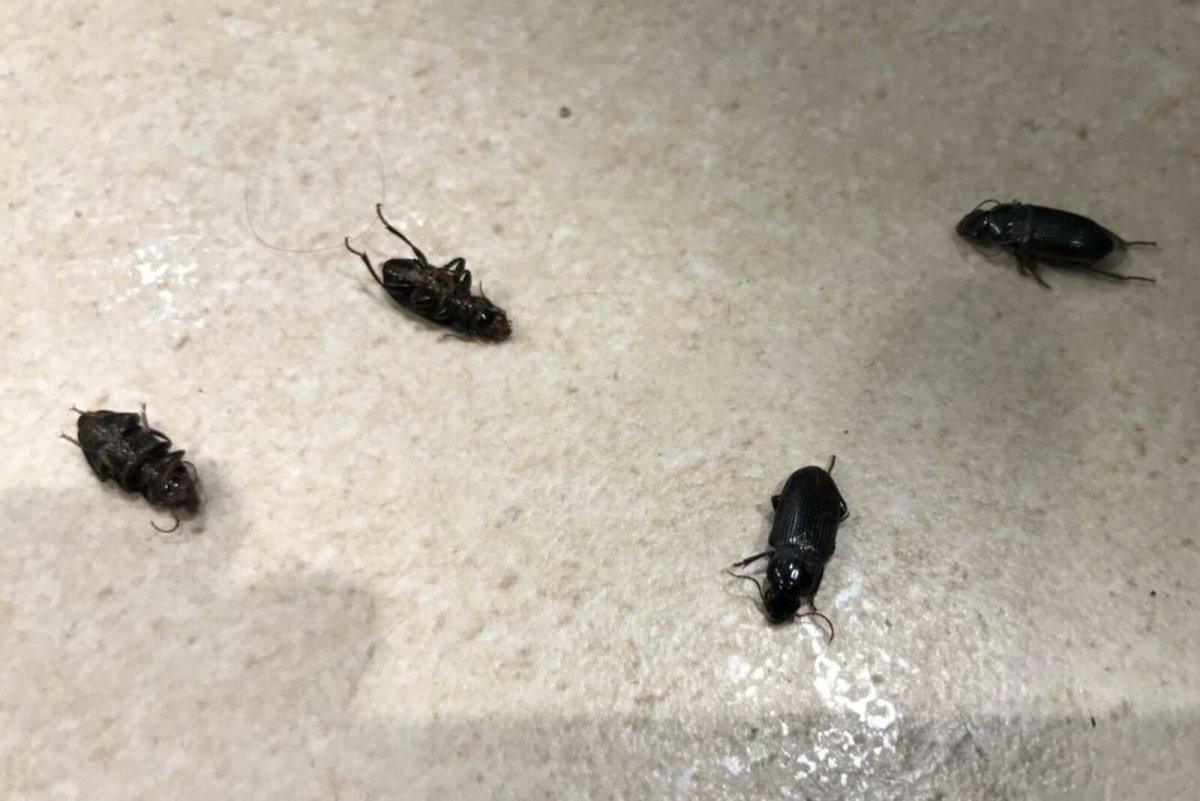 Черный Жук Нашествие