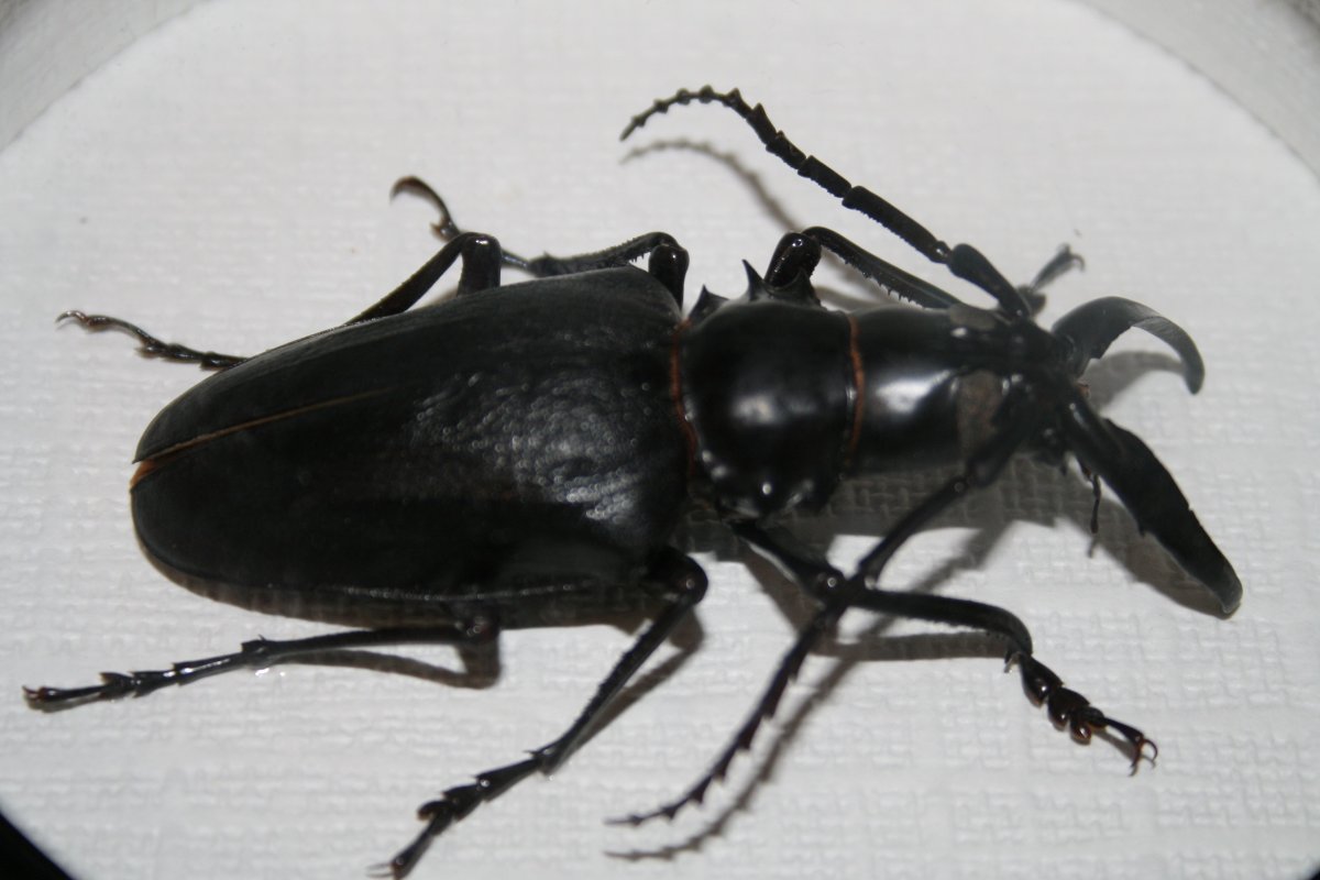 Большие летающие жуки