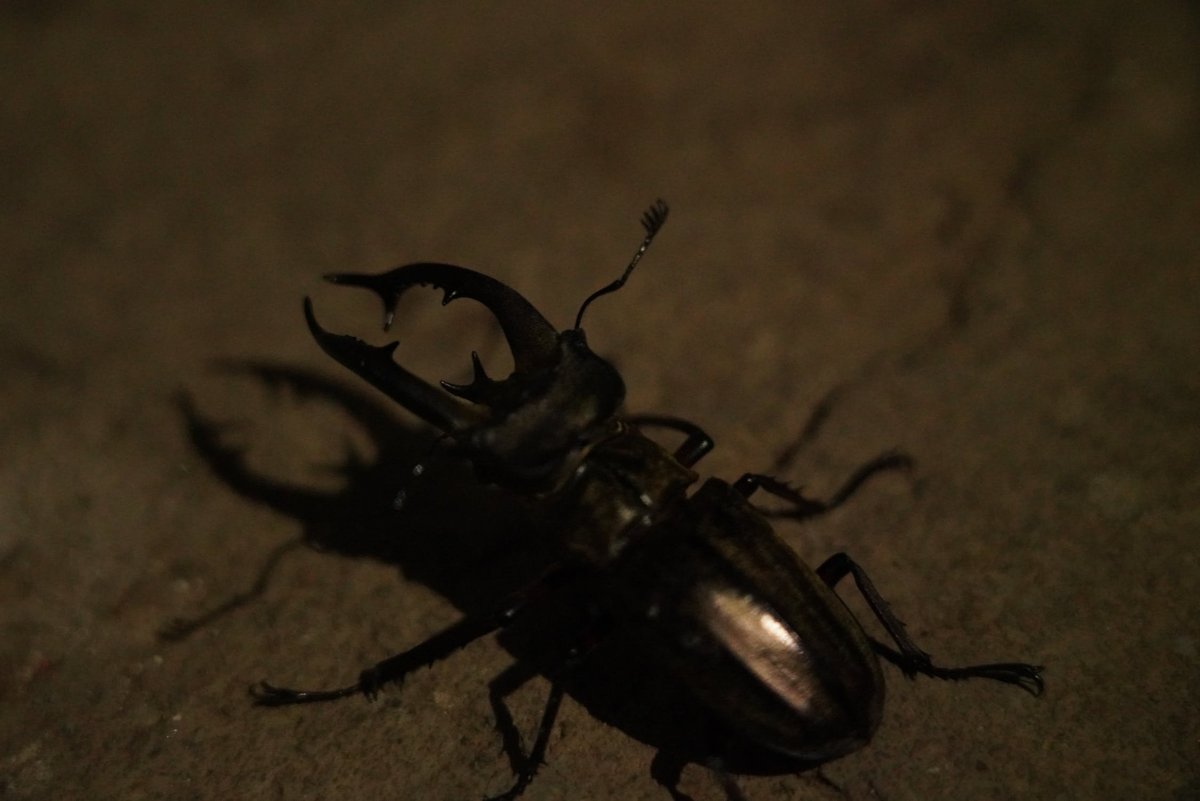 Большие ночные жуки
