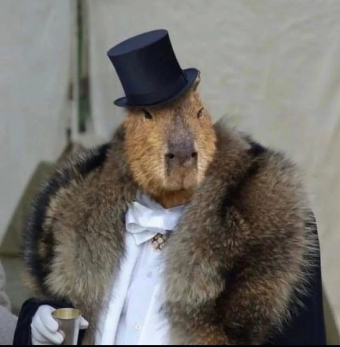 Капибара Буржуй