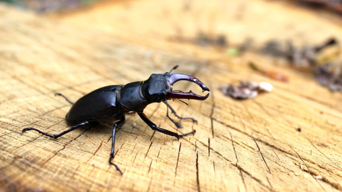 Жук-Рогач клешни