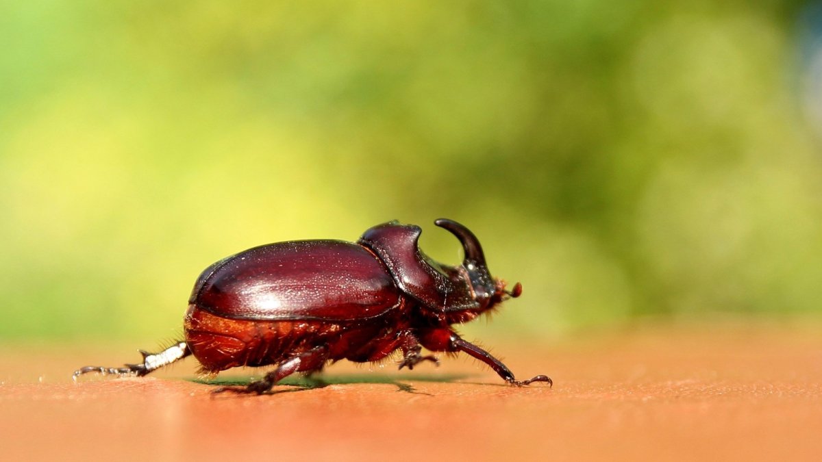 Жук носорог Дупляк