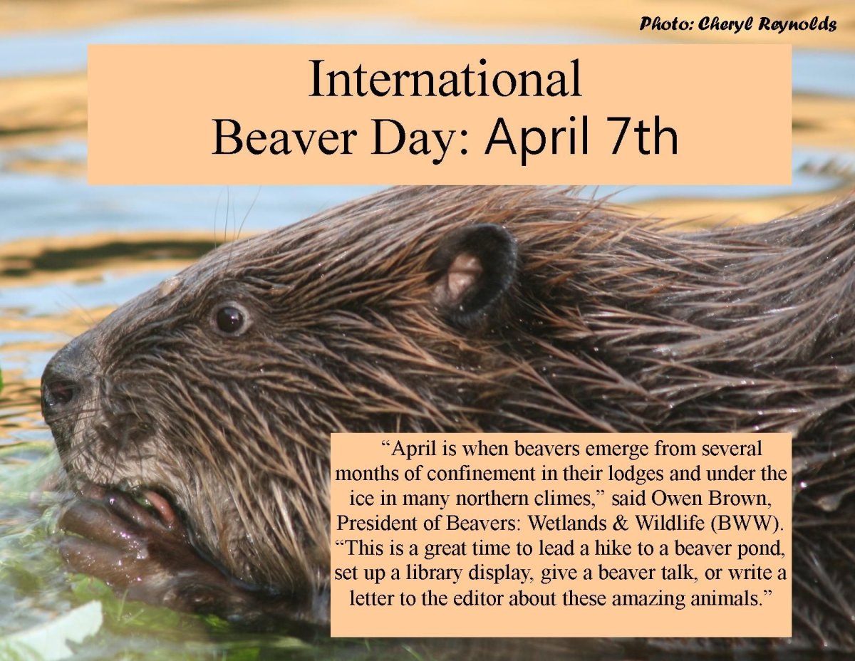 7 Апреля - Международный день бобра (International beaver Day)