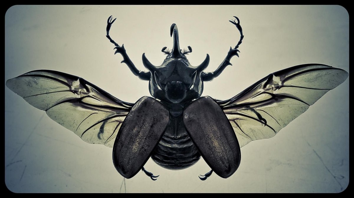 Жук скарабей с крыльями