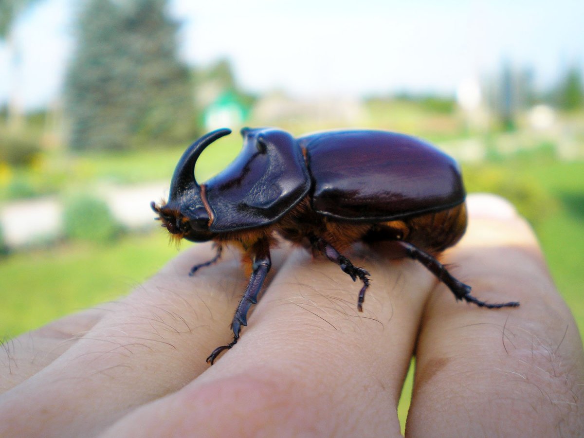 Жук ХРУЩЕВИК