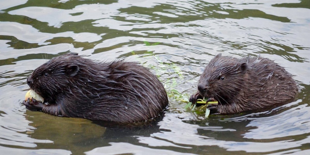 Бобр на реке