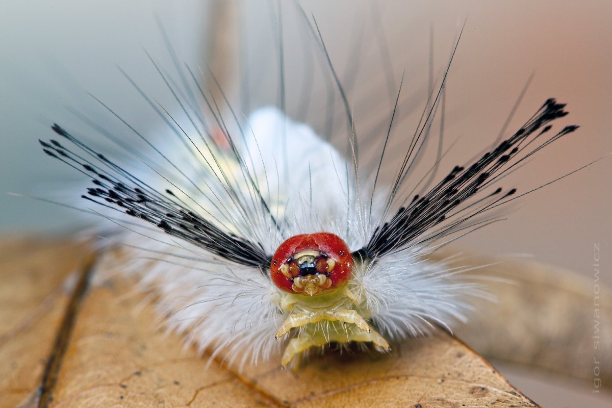 Мотылёк Sosxetra grata.