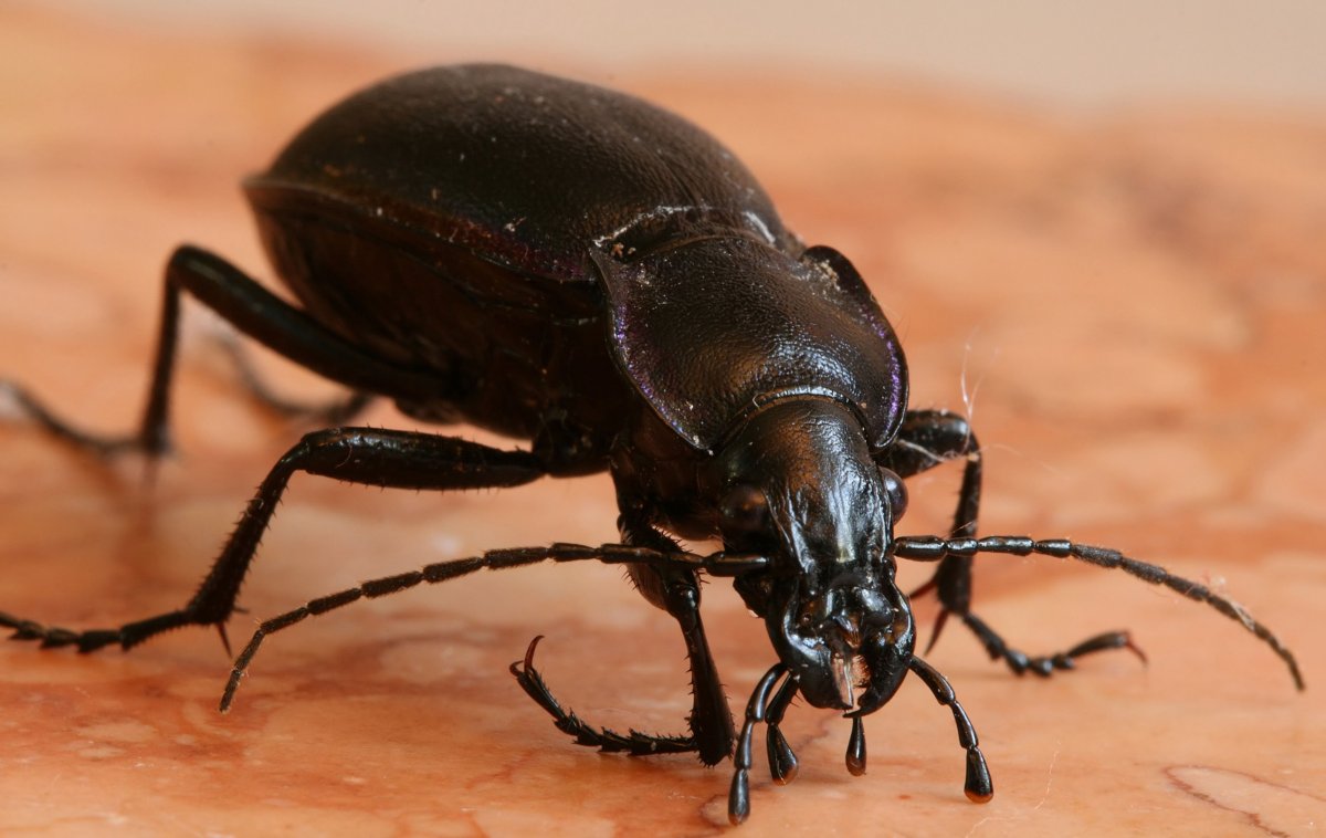 Черный Жук осоед