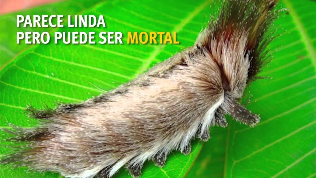 Megalopyge opercularis гусеница