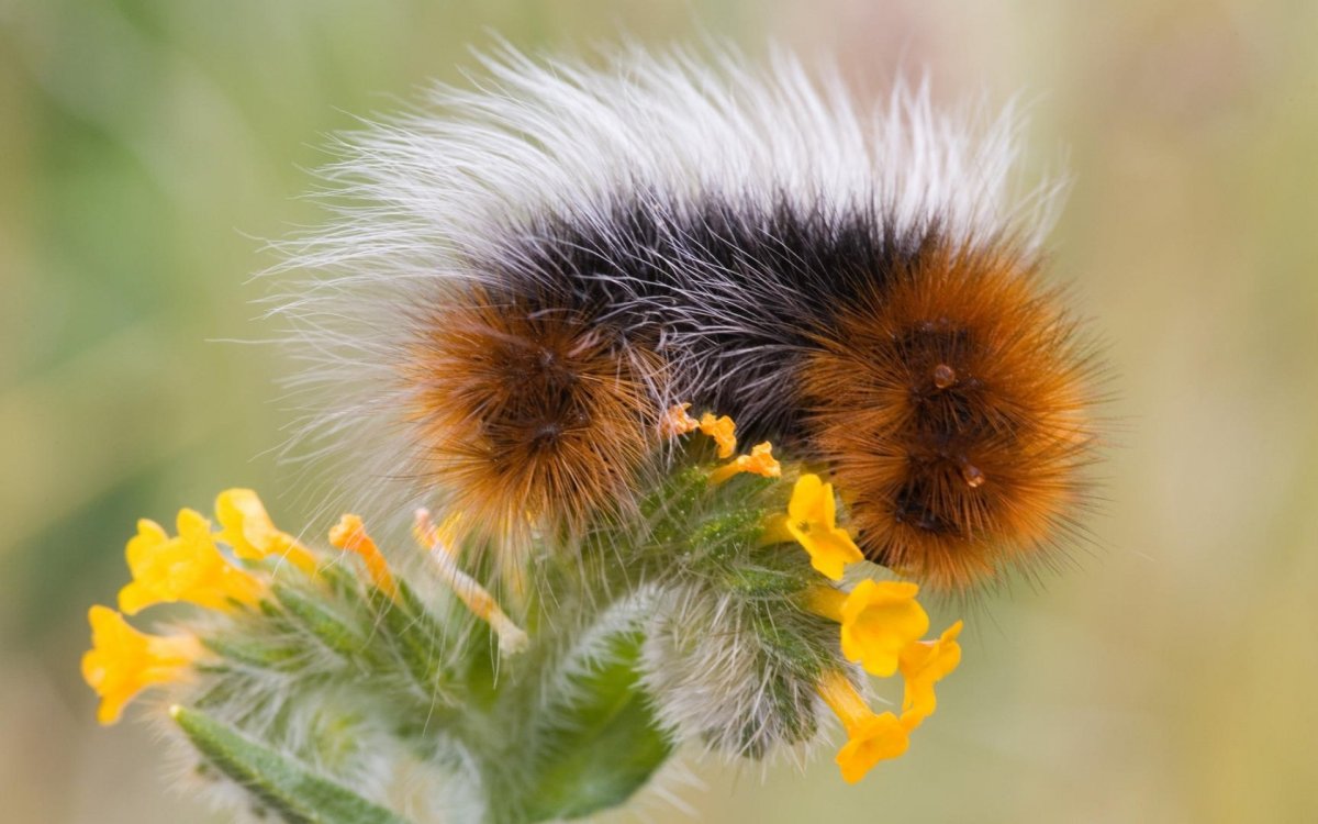 Желтая мохнатая гусеница