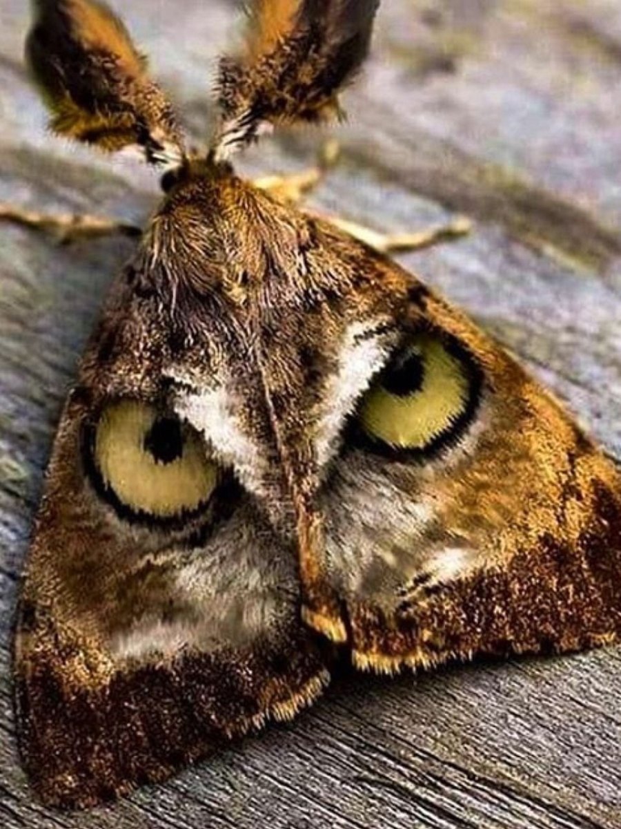 Мимикрия бабочек