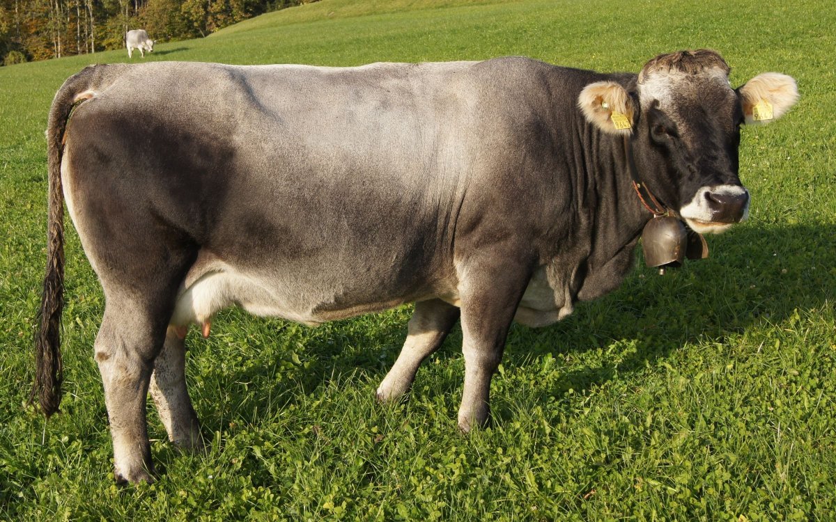 Швейцарская порода коров