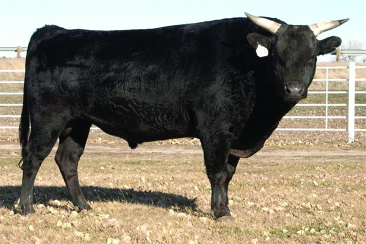 Японская порода КРС Вагю