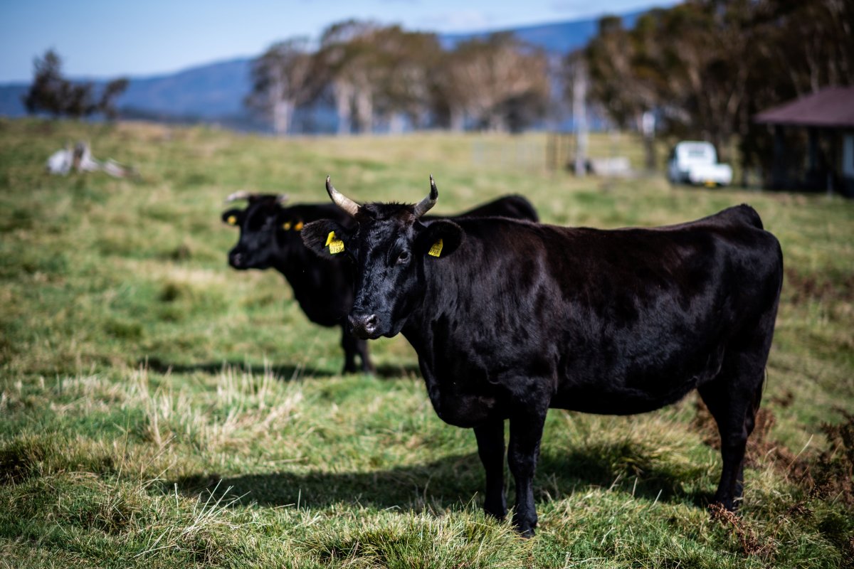 Вагю порода коров