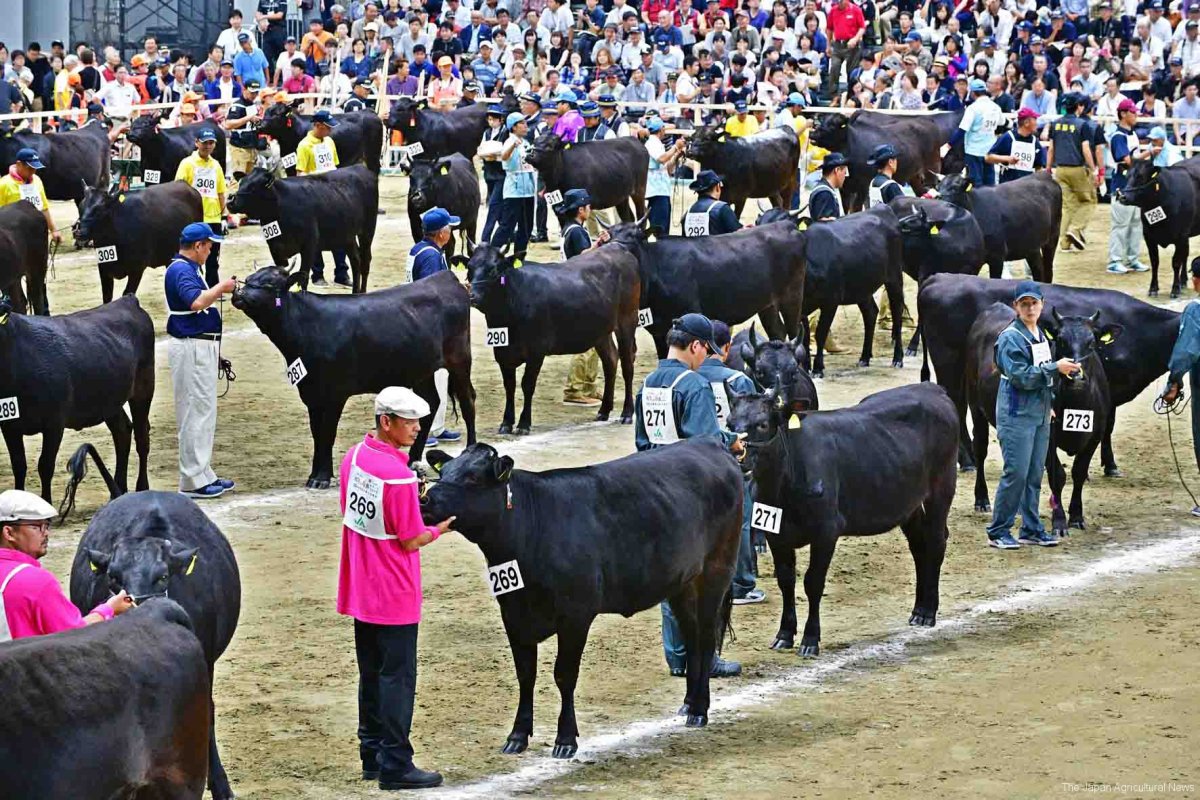 Prime Beef порода коров