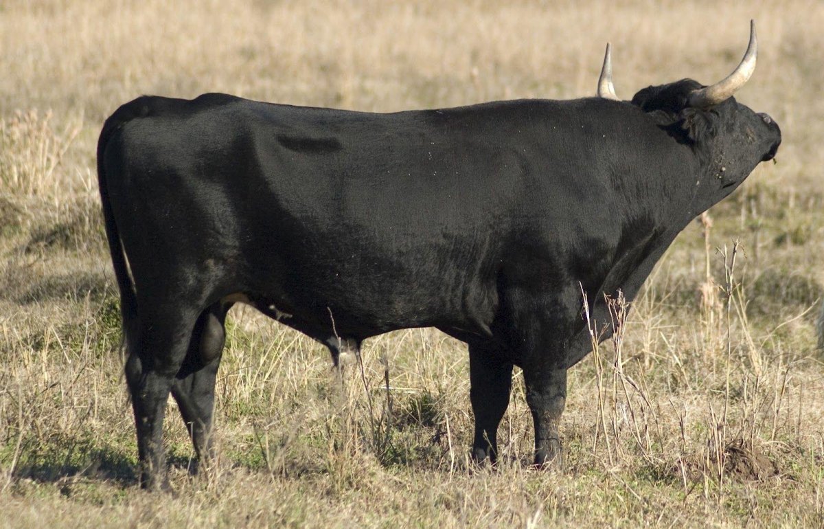 Шортгорнская порода КРС