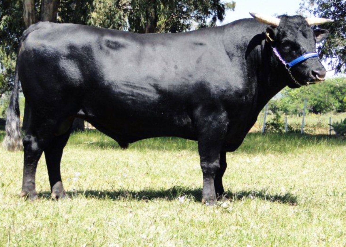 Вагю корова