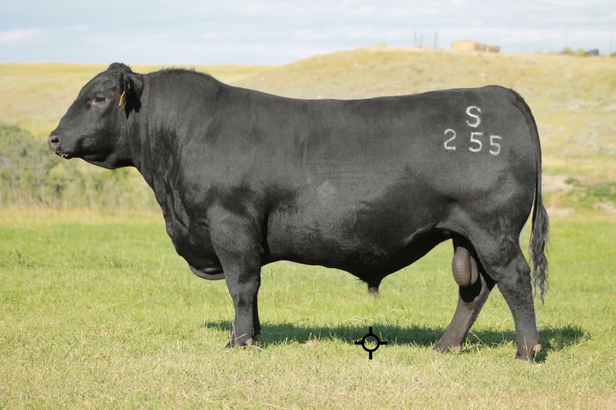 Блэк Ангус порода Быков