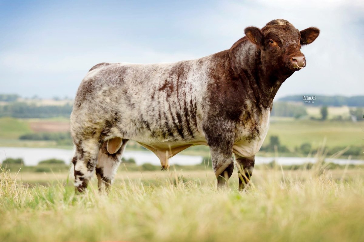 Черный бык порода