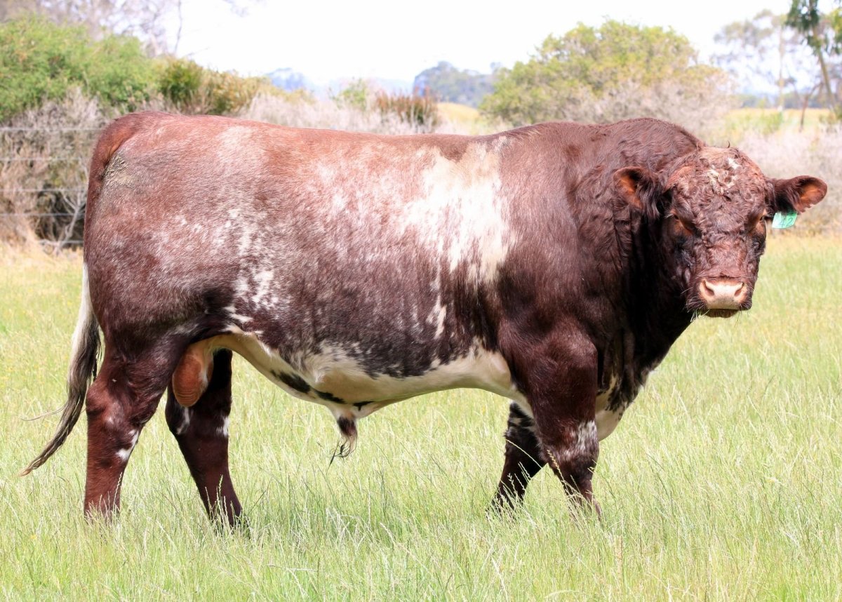 Абердин-ангусская, герефордская, Лимузинская, шаролезская